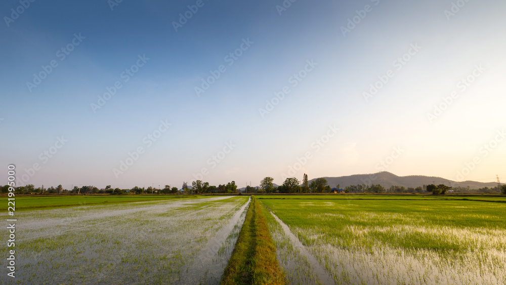 Rice fields with mountainous background and sky on sunny days.