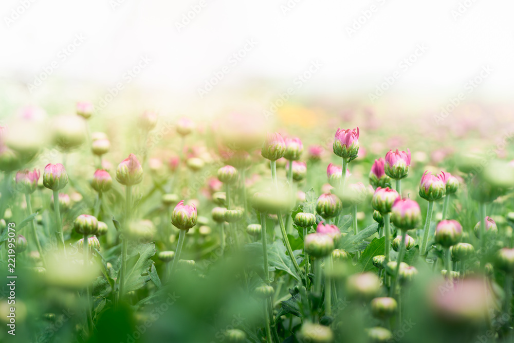 Flower bud of Pink Chrysanthemum Flower in garden Flower bud of Pink Chrysanthemum Flower in garden