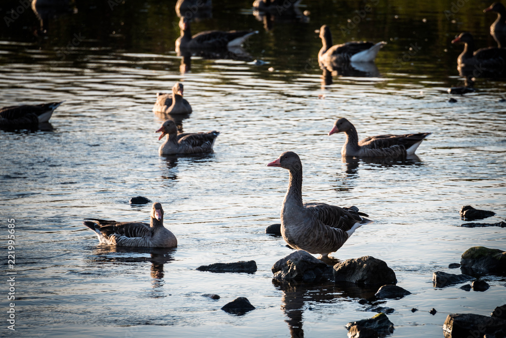 Fototapeta premium Enten
