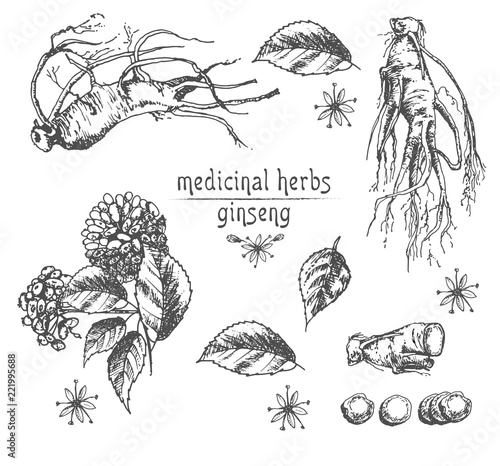 Obraz na plátně Realistic Botanical ink sketch of ginseng root, flowers and berries isolated on white