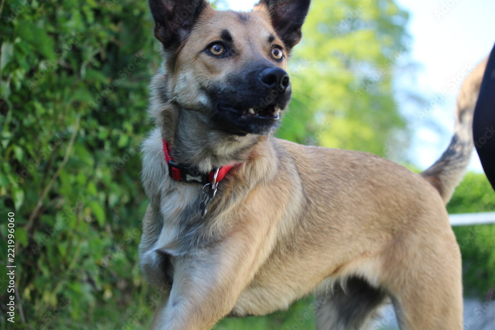 german shepherd dog german shepherd dog
