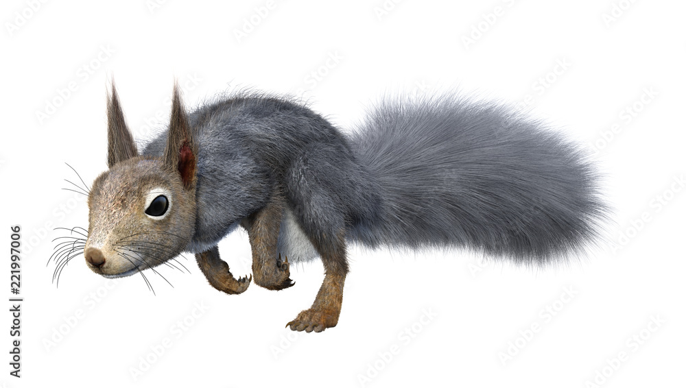 Obraz premium 3D Rendering Eastern Grey Squirrel on White