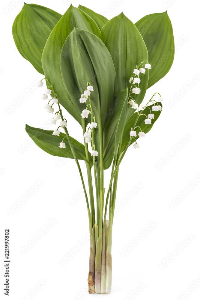 Fototapeta premium Beautiful bouquet of lilies of the valley flowers, Convallaria Majalis, with green leaves isolated on white background