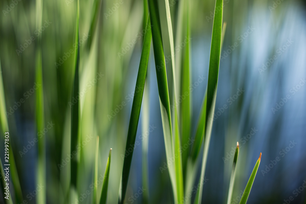 Beautiful grass shining bright in the sun Beautiful grass shining bright in the sun