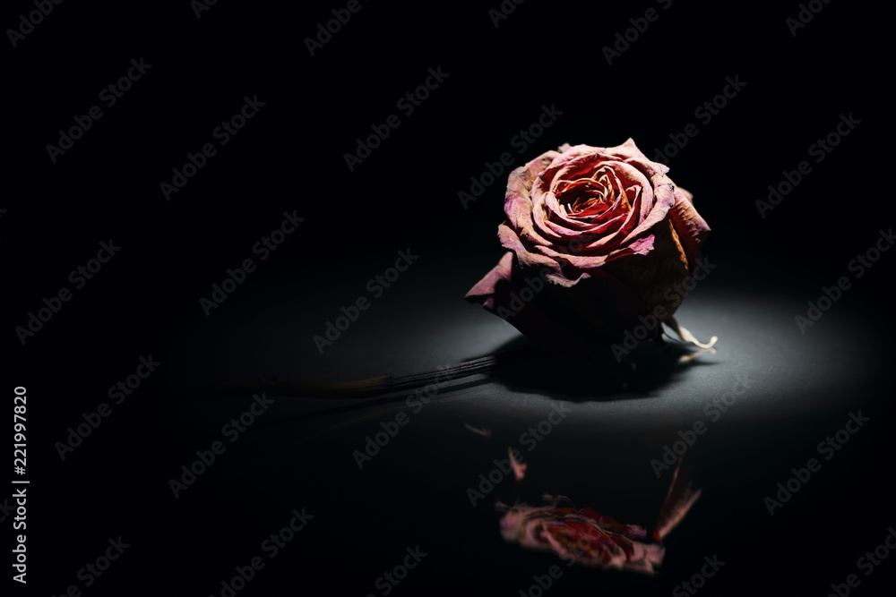 Naklejka premium lying dry rose looking up