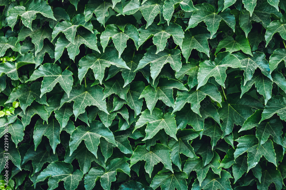 Background of green leaves of creeper. Background of green leaves of creeper.