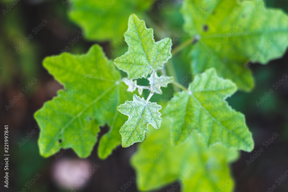 Green growing maple leaf macro closeup, botanical background Green growing maple leaf macro closeup, botanical background