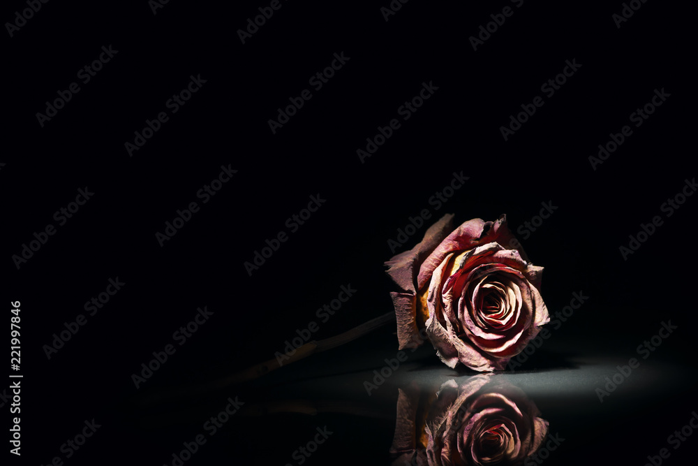 Fototapeta premium lying dry rose on black