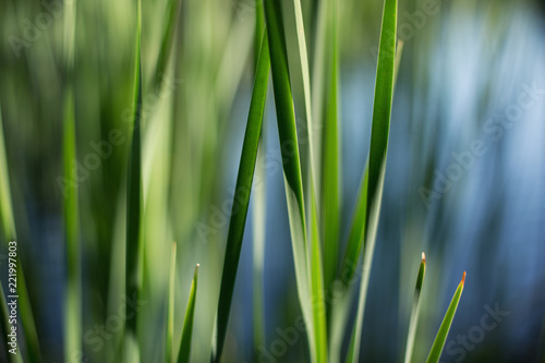 Beautiful grass shining bright in the sun