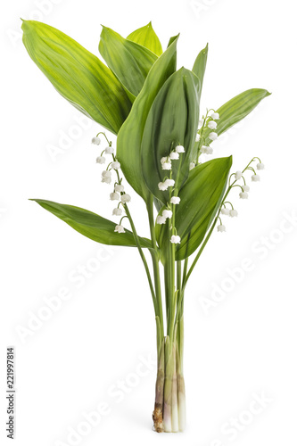 Wallpaper Mural Beautiful bouquet of lilies of the valley flowers, Convallaria Majalis, with green leaves isolated on white background Torontodigital.ca