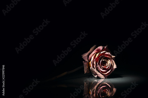 lying dry rose on black
