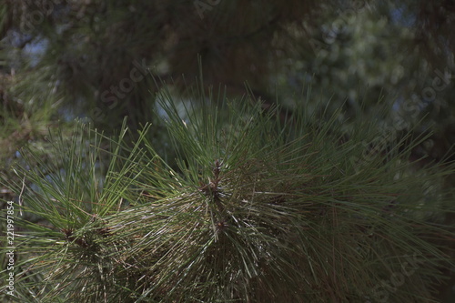 Pine trees in the botanical garden