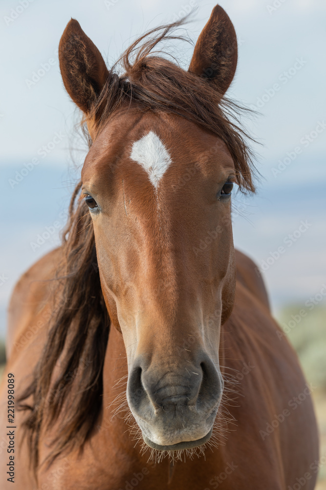 Fototapeta premium Wild Horse Close up Portrait
