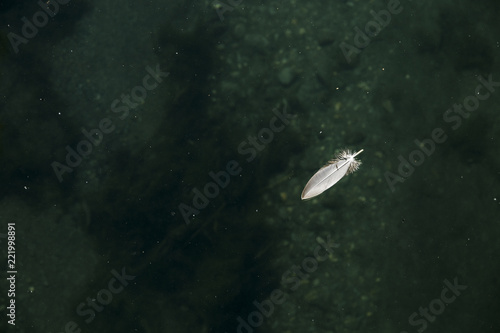 lone feather on water