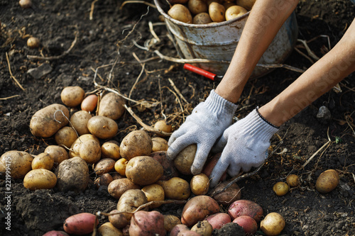 Process of seasonal harvesting of ripe potatoes in the home garden