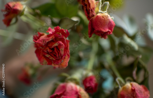 an elegant rose of dry rose