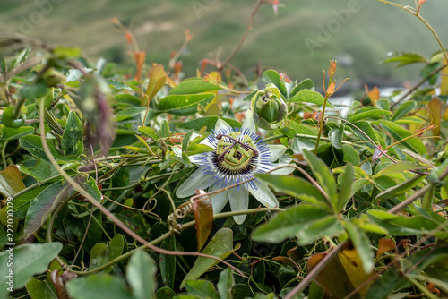 Maracuja Blüte photo