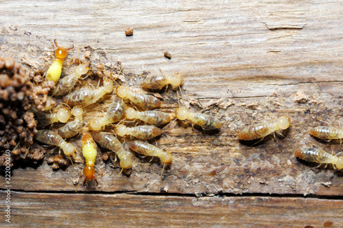 Closeup worker and soldier termites (Globitermes sulphureus) on wood structure 