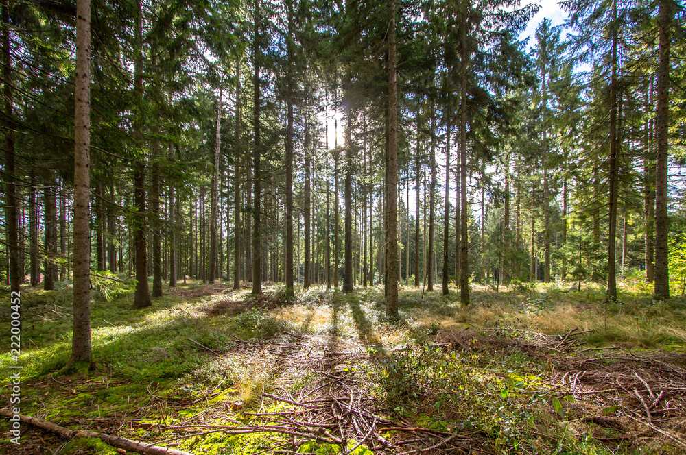 Fototapeta premium Promienie słoneczne w sosnowym lesie