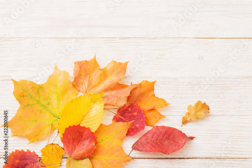 autumn leaves on white wooden background