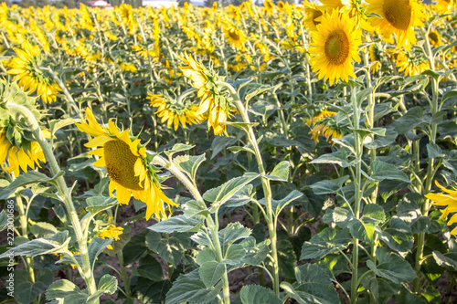 Fototapeta Naklejka Na Ścianę i Meble -  Big sunflower field
