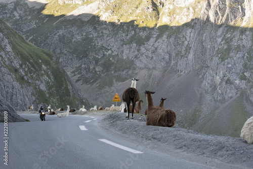 A herd of Llamas on the famous tour de France site, Col du Tourmalet , escaped from a camping site where they were used as lawnmowers in 2015 photo