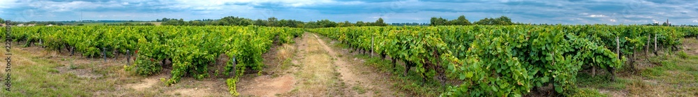 Panoramic view of white grapes vineyard