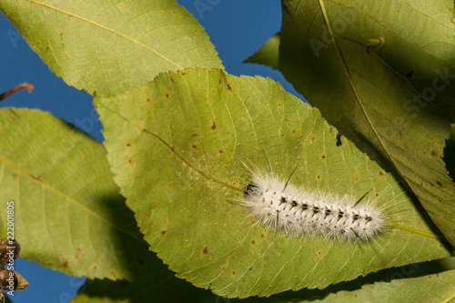 Hickory Tussock Moth Caterpillar (Lophocampa caryae) photo