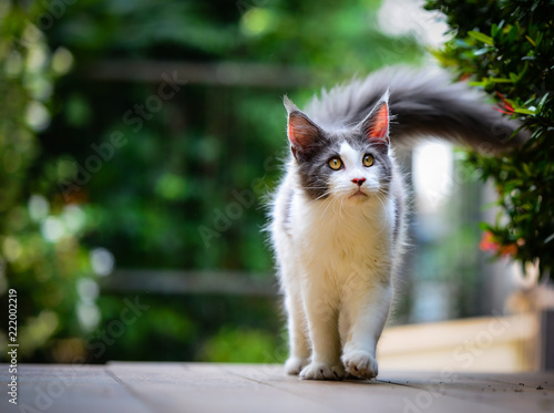 A Blue and white cute Maincoon cat sitting on wooden chair in soft green sun ray garden looking up at the sky. Big cat chilling in garden on a wooden floor.