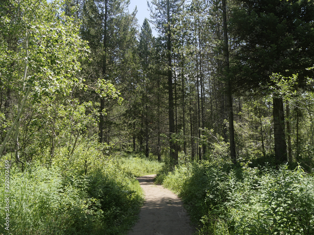 Trail in the Forest