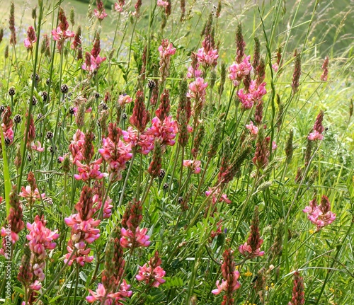 fiori alpini sulle montagne austriache photo