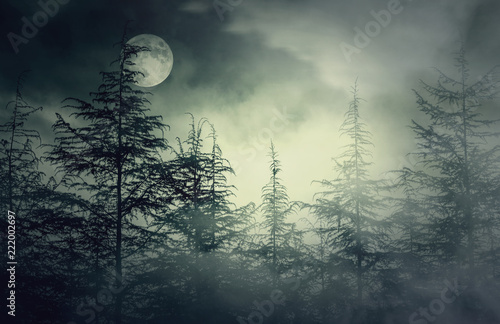 Night Forest with foggy sky and Moon, Nightmare