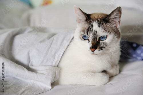 Unsatisfied woke-up white fluffy blue-eyed cat lies in bed, covered with a blanket