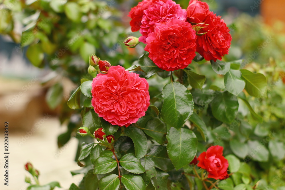 Obraz premium Rose - Red Leonardo da Vinci in the garden.
