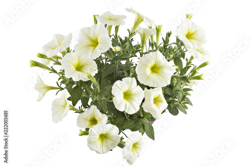 White blooming petunia flowers in flower pot, closeup, isolated on white background. Petunia hybrida in bloom, close up.