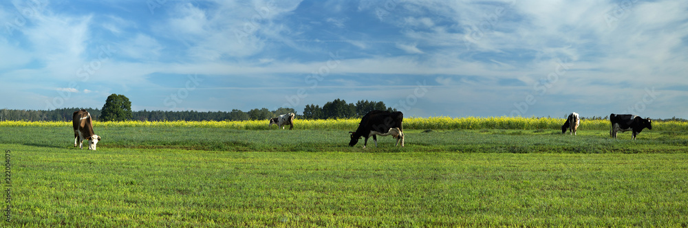 Slowly walking cows on green pasture with blue sky with white clouds - panorama