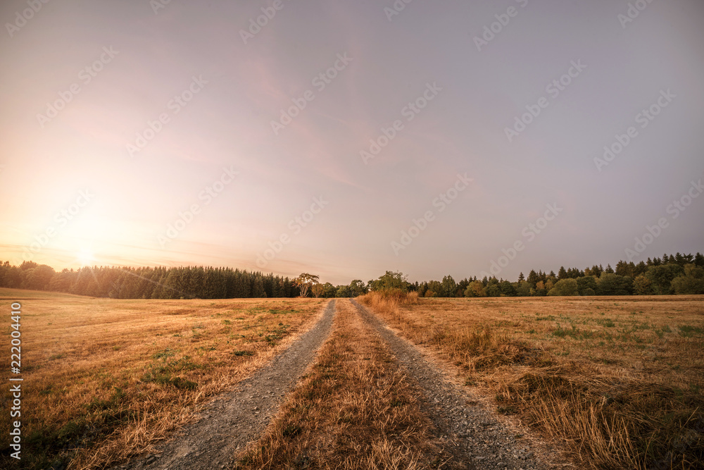 Dirt road in the sunset going to a forest