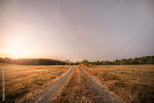 Dirt road in the sunset going to a forest