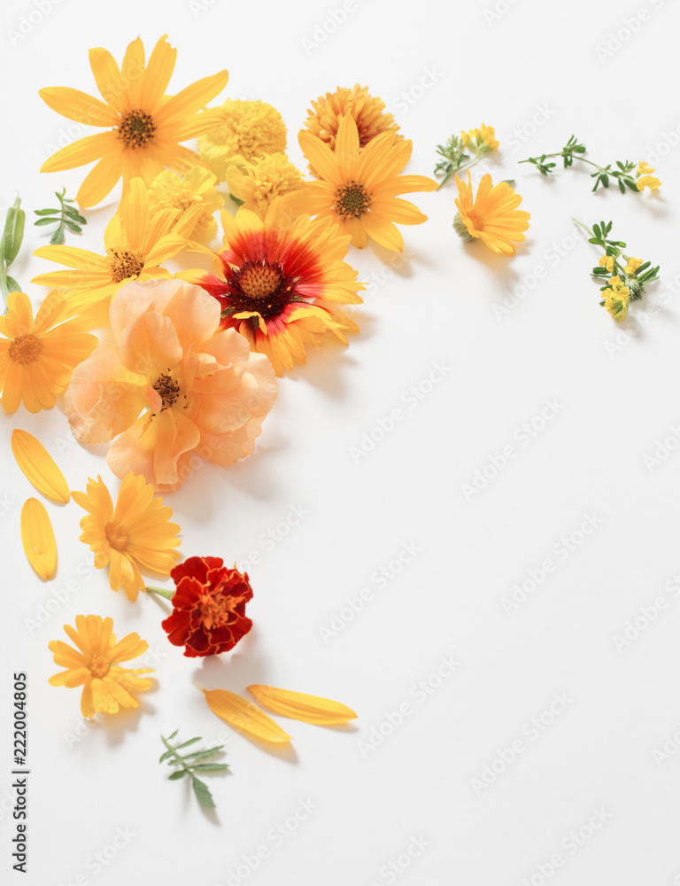 Obraz premium yellow and orange flowers on white background