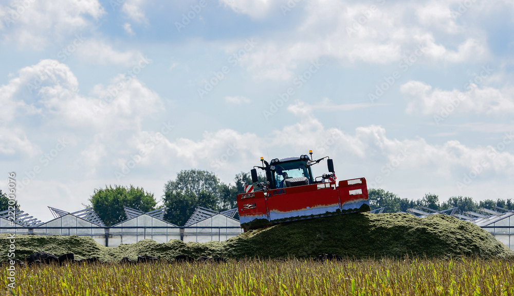 Fototapeta premium Maisernte, Landwirtschaftliche Tätigkeit zur Ernte Saison