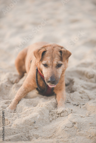 Dog on the beach