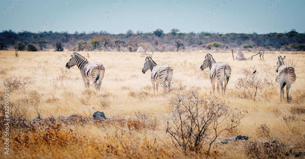 Vier Zebras im Etosha National Park, Namibia Vier Zebras im Etosha National Park, Namibia