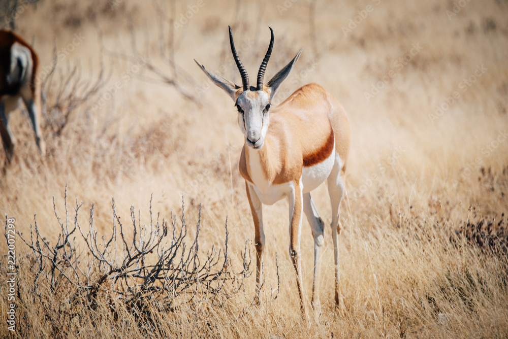 Fototapeta premium Einzelner Springbock, Etosha National Park, Namibia