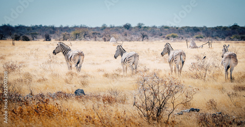 Vier Zebras im Etosha National Park, Namibia