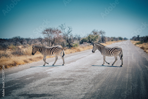 Zebras   berqueren eine Stra  e im Etosha National Park  Namibia