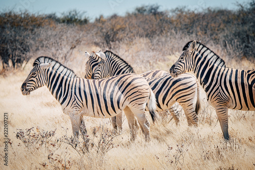 Zebras im Etosha National Park  Namibia