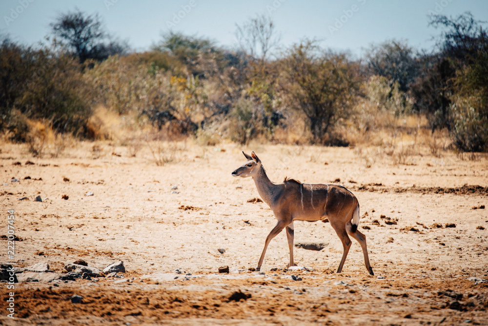 Weibliche Kudu, Etosha National Park, Namibia Weibliche Kudu, Etosha National Park, Namibia