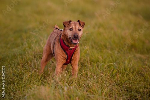 Fototapeta Naklejka Na Ścianę i Meble -  Dog standing on grass