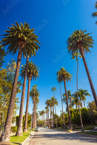 Sunny street of Beverly hills with palms