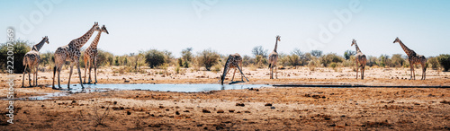 Photography Panorama - Giraffen am Wasserloch, Etosha National Park, Namibia